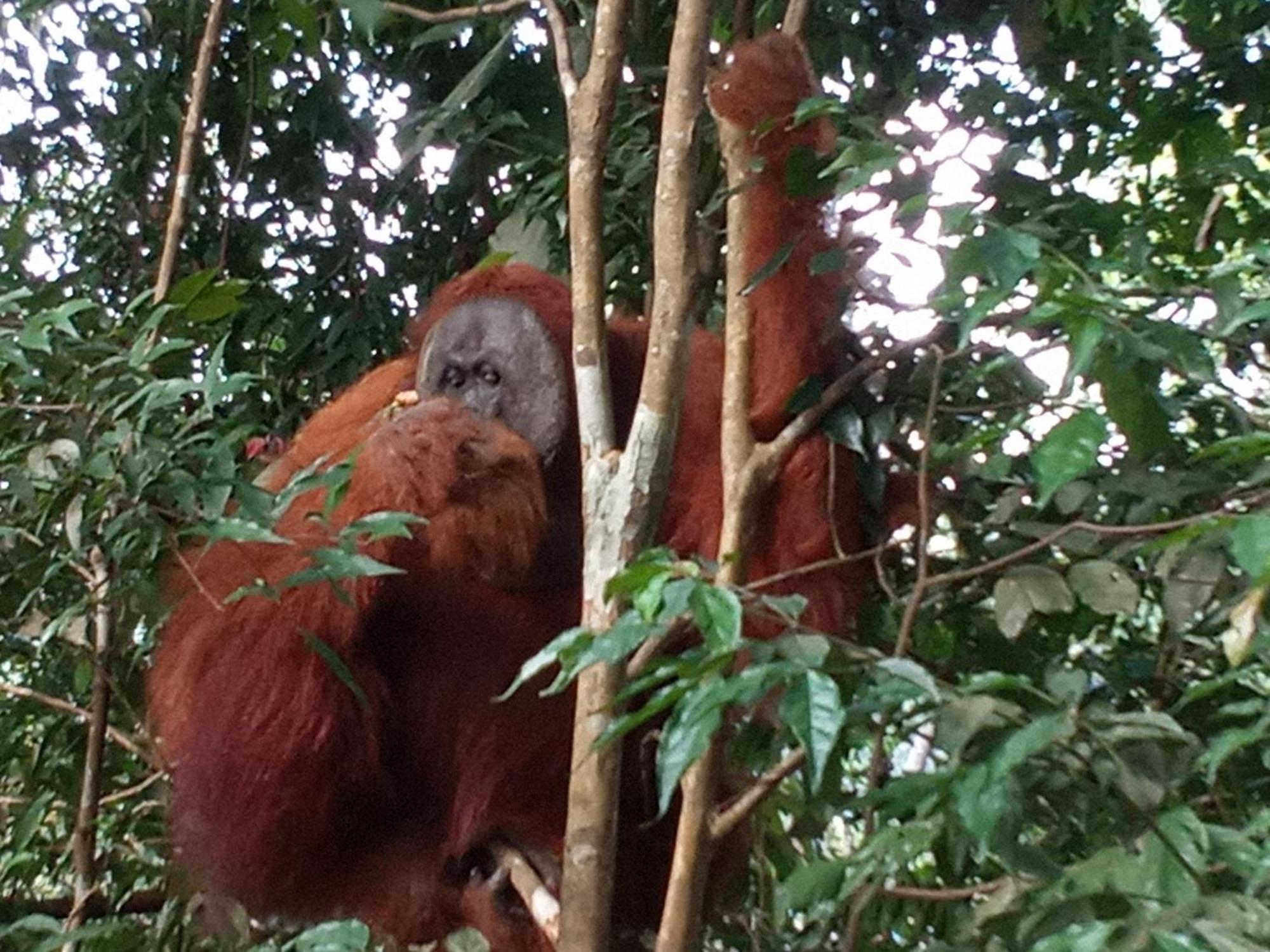 Jungle treking Vandrerhjem Bukit Lawang Eksteriør bilde