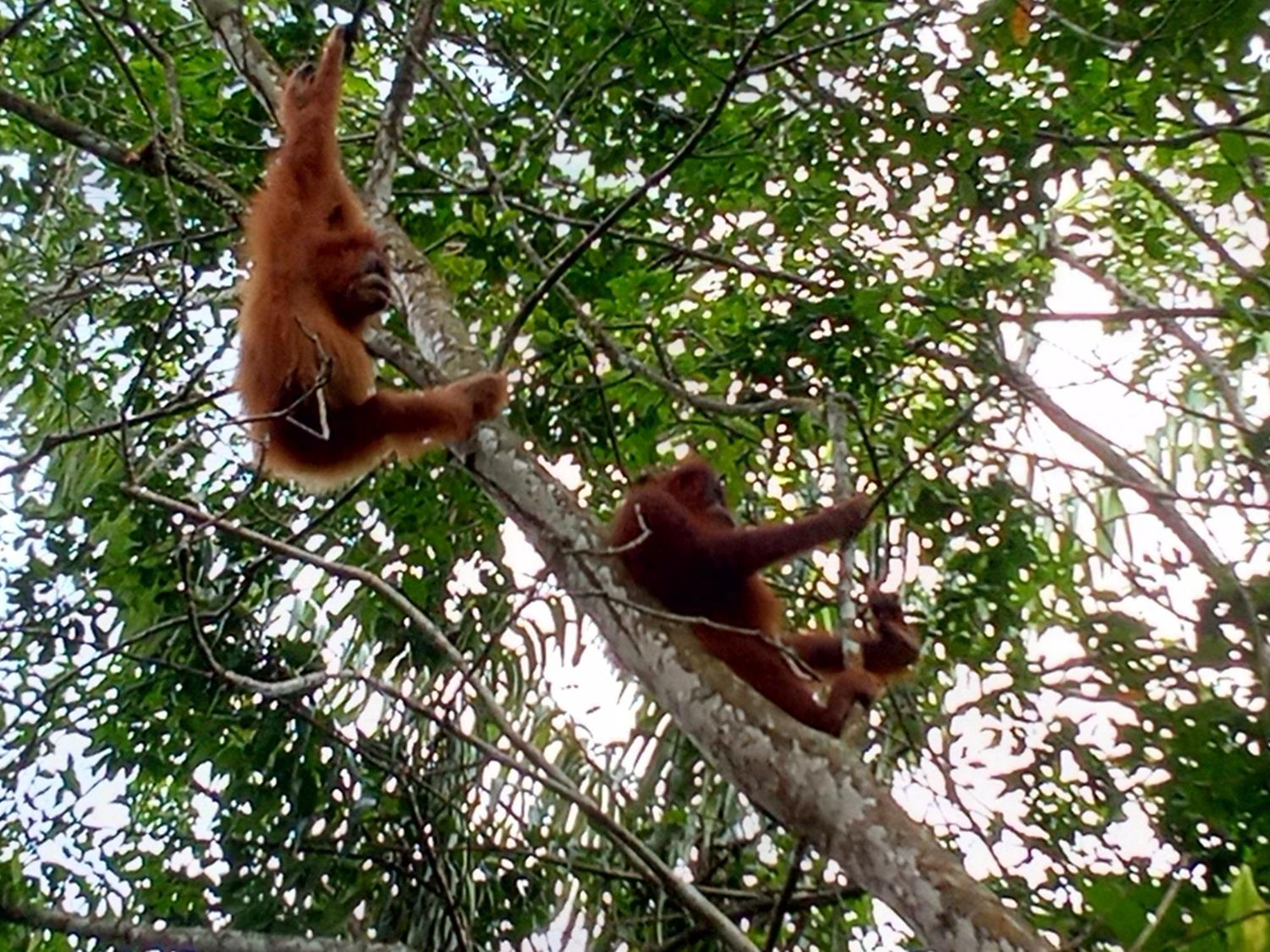 Jungle treking Vandrerhjem Bukit Lawang Eksteriør bilde