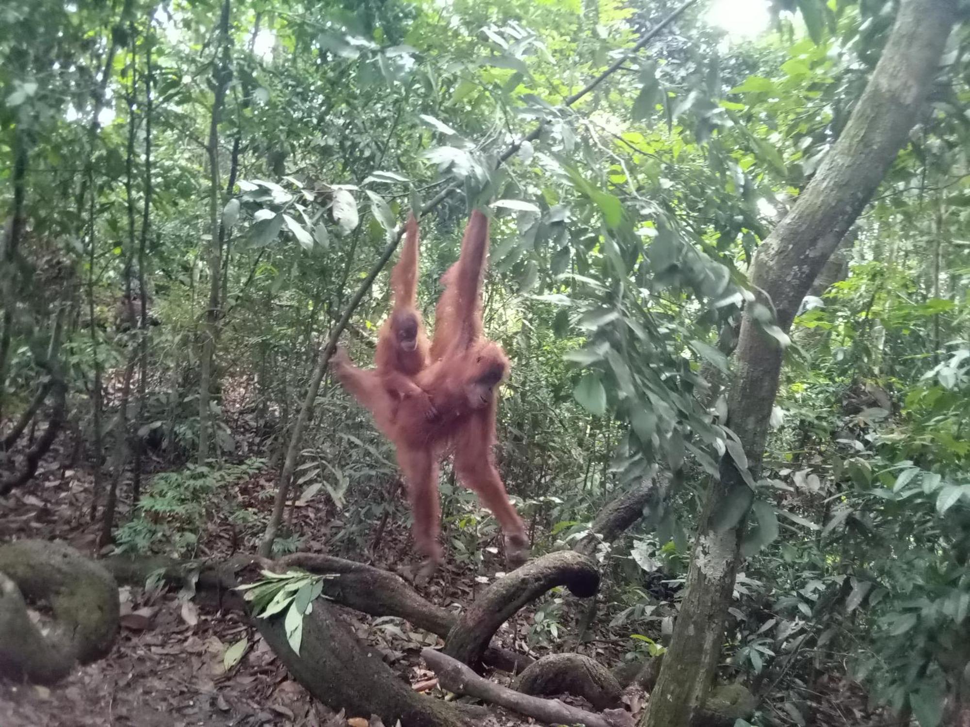 Jungle treking Vandrerhjem Bukit Lawang Eksteriør bilde