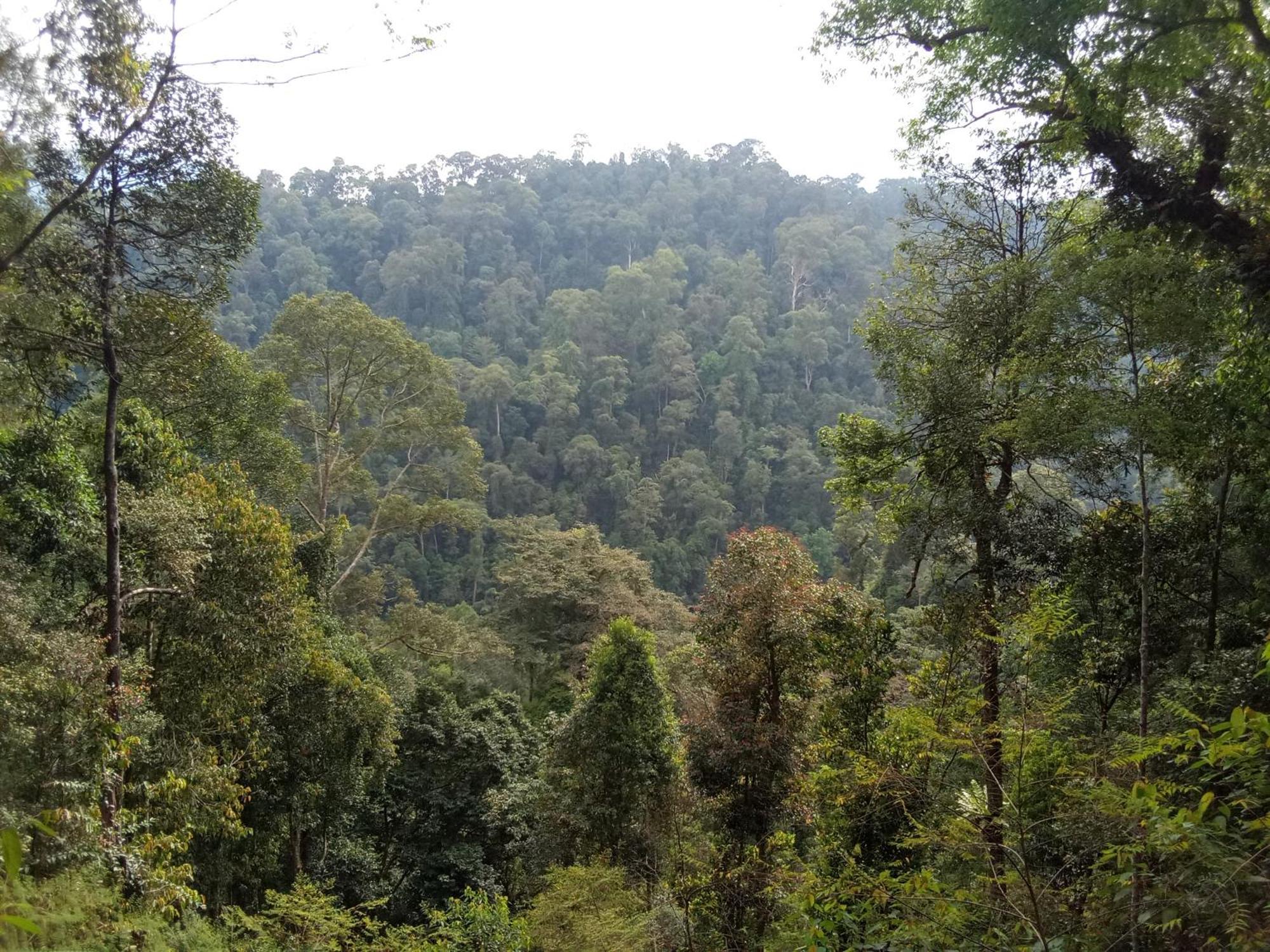 Jungle treking Vandrerhjem Bukit Lawang Eksteriør bilde