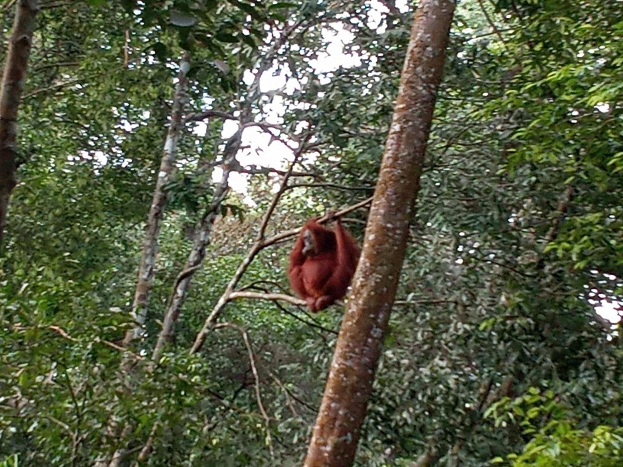 Jungle treking Vandrerhjem Bukit Lawang Eksteriør bilde