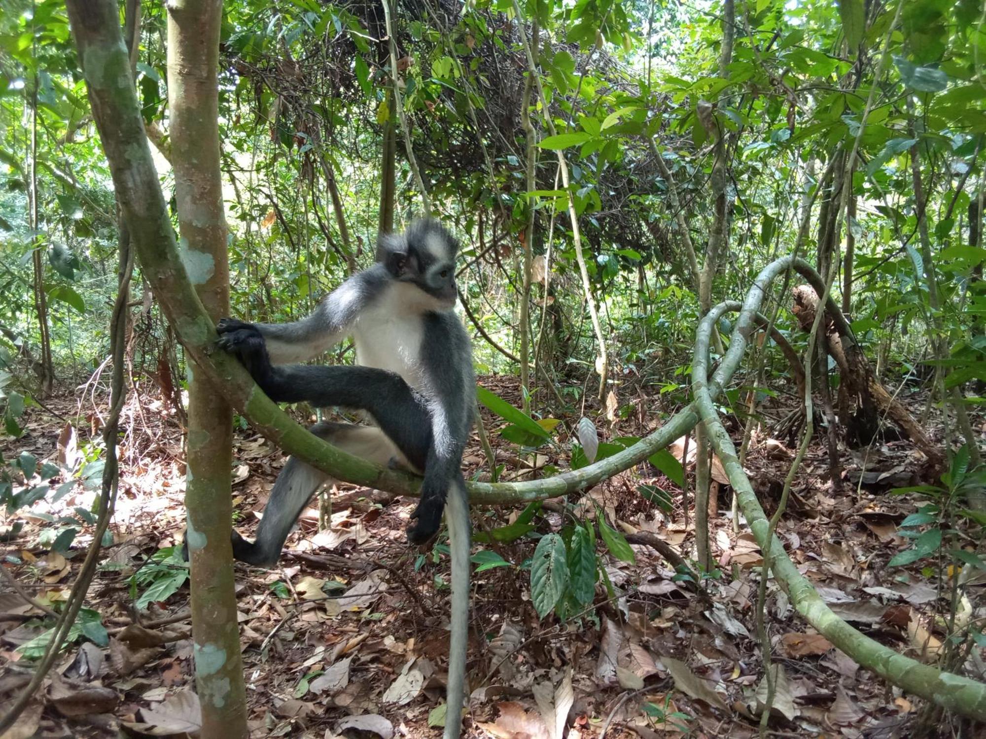 Jungle treking Vandrerhjem Bukit Lawang Eksteriør bilde
