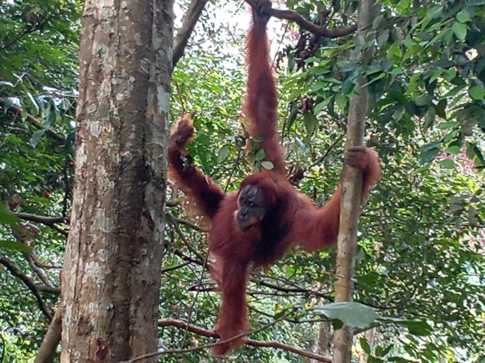 Jungle treking Vandrerhjem Bukit Lawang Eksteriør bilde