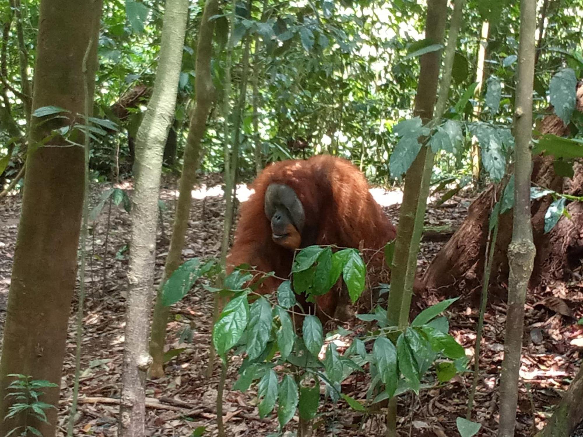 Jungle treking Vandrerhjem Bukit Lawang Eksteriør bilde