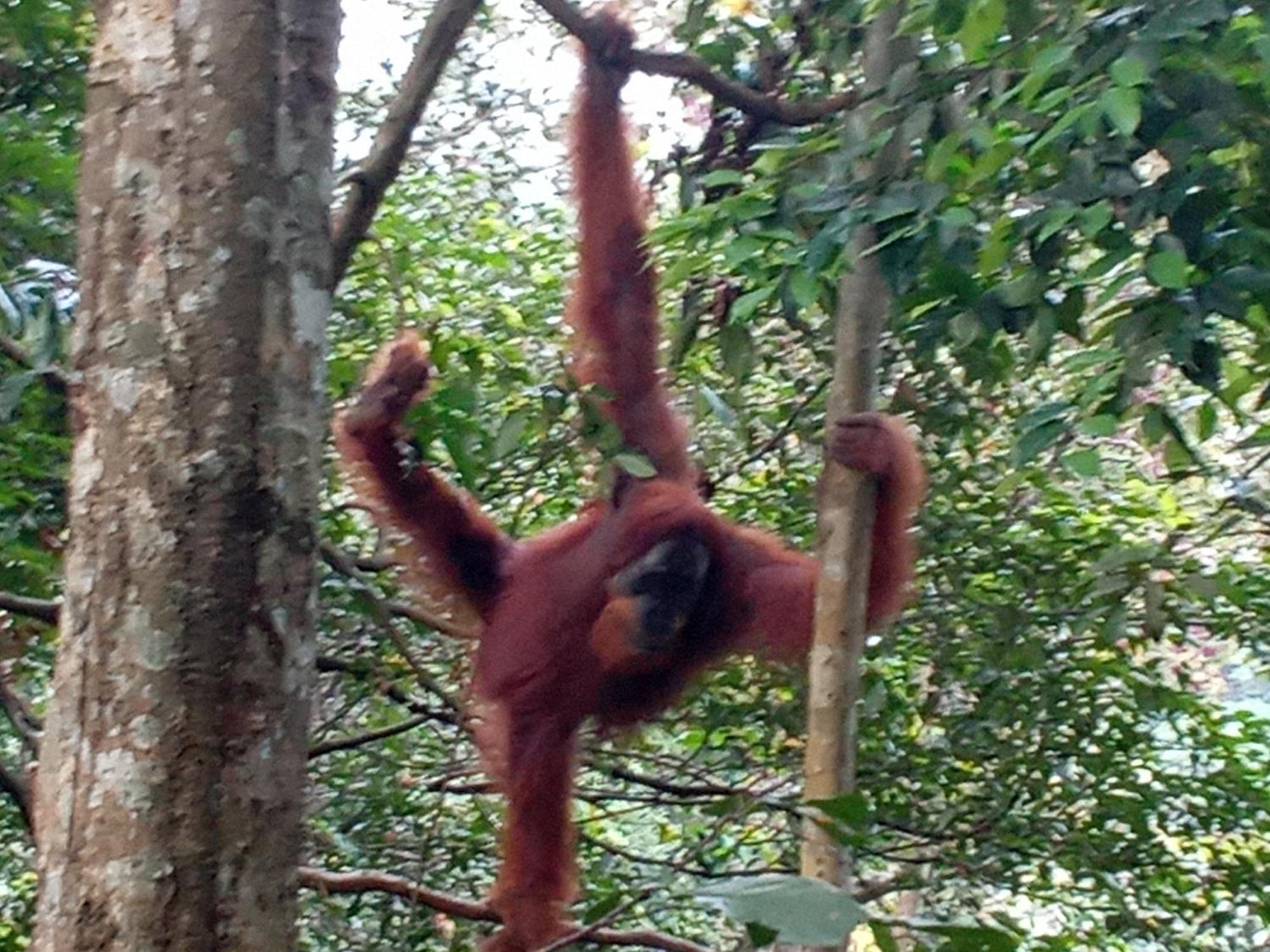 Jungle treking Vandrerhjem Bukit Lawang Eksteriør bilde