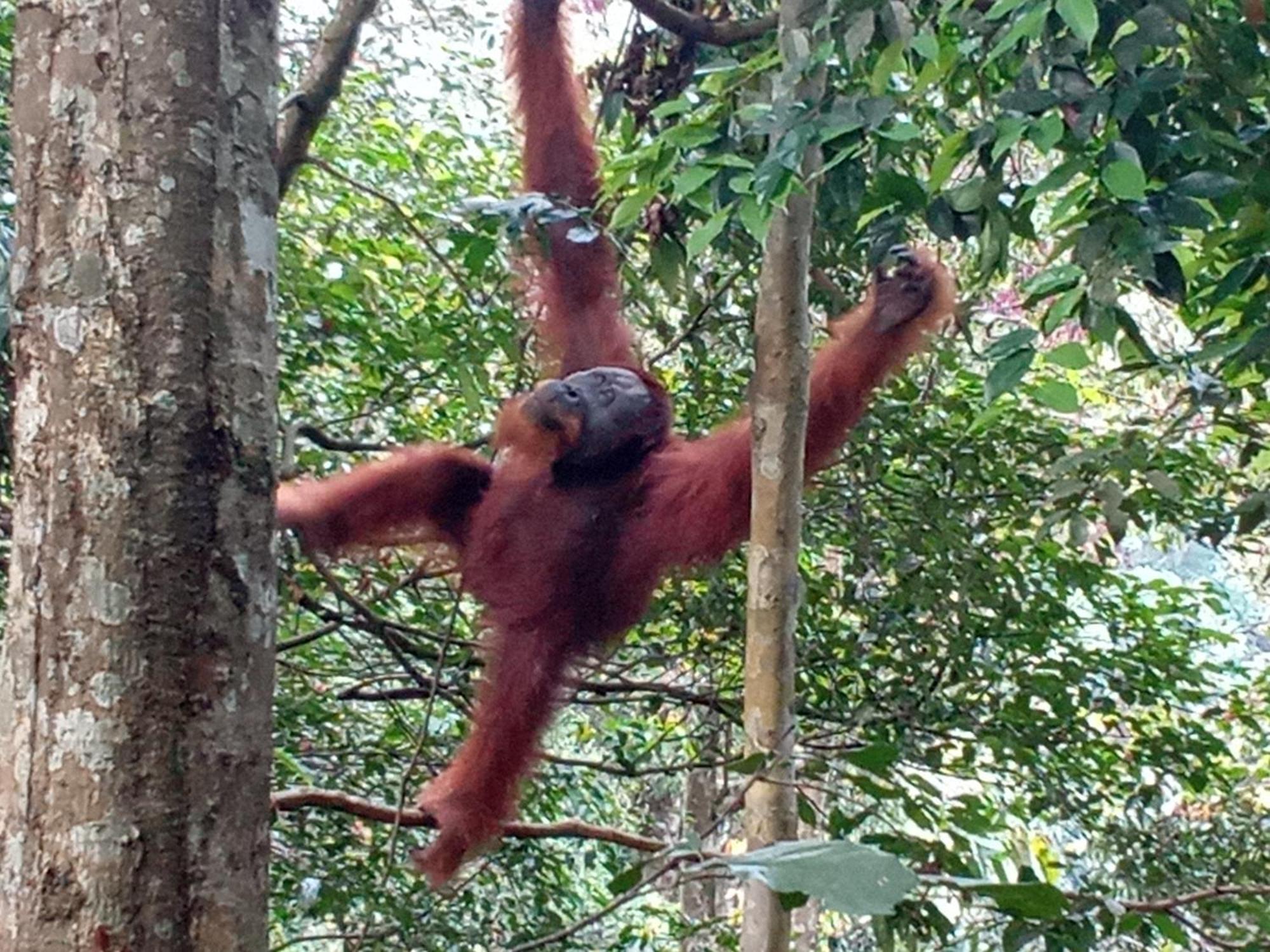 Jungle treking Vandrerhjem Bukit Lawang Eksteriør bilde